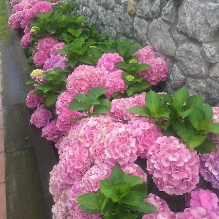 La Casa Roja De Ovio *